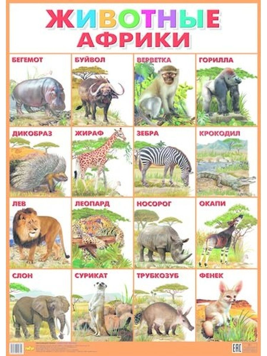 Кто живет в африке животные. Жывотние Африки плакат ъ. Плакат. Животные. Животные Африки для детей. Животные аырикидля детей.
