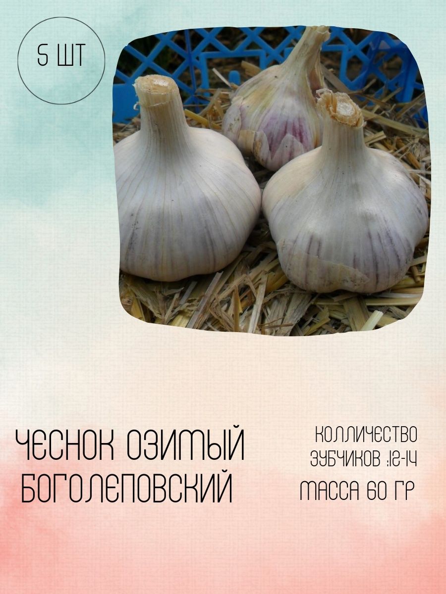 Чеснок комсомолец описание сорта. Фермерский чеснок. Саженцы чеснока. Чеченский чеснок озимый отзывы.