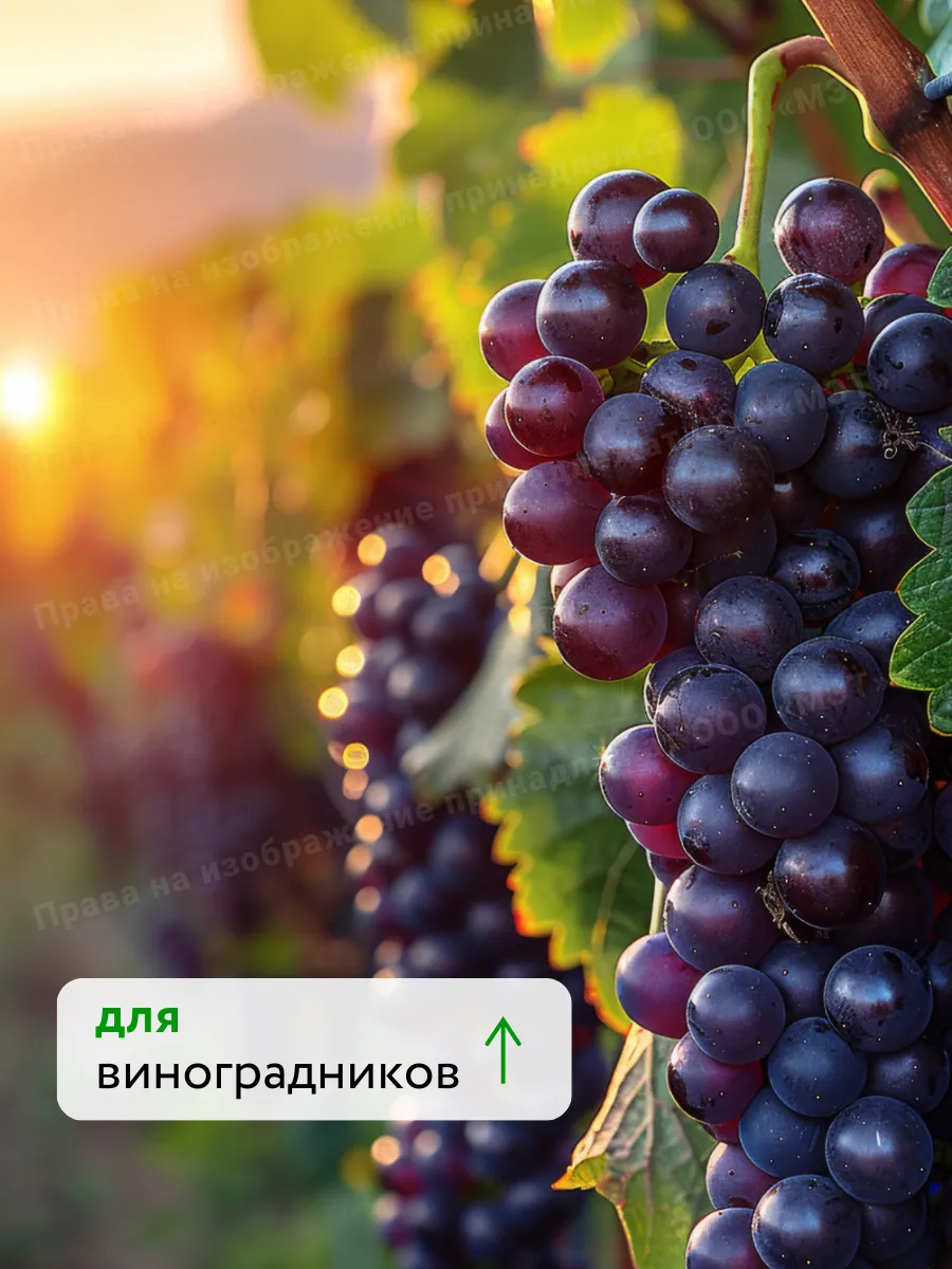 Удобрения для растений огорода и сада Текамин Раис Плюс, 1л — фото 9