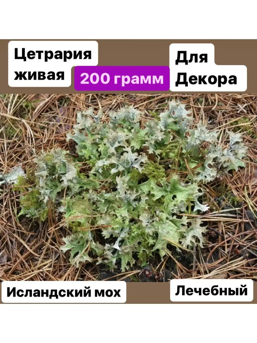 Цетрария как вырастить дома. Исландский мох (цетрария). исландский мох цетрария исландская. цетрария исландский мох живой. цетрария степная cetraria steppae.