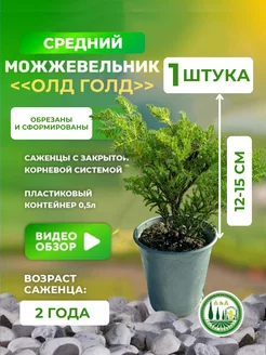 Саженец можжевельника А&А 170545783 купить за 283 ₽ в интернет-магазине Wildberries