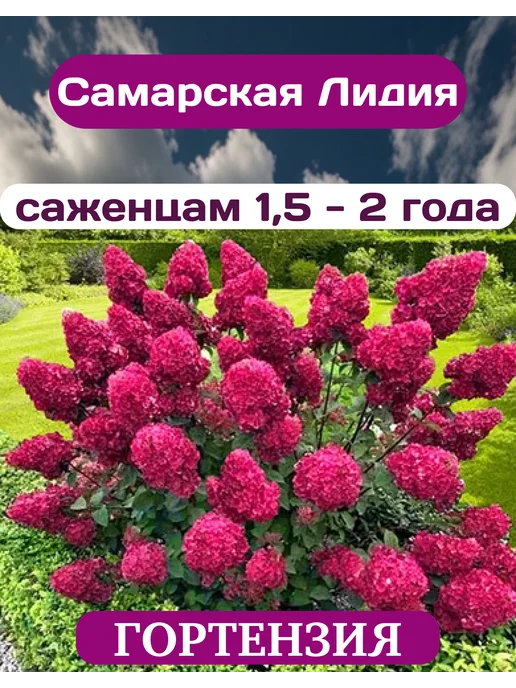 Полив и поддержание влажности почвы