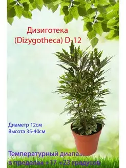 Дизиготека микс d12 живое растение Это наш сад 170603361 купить за 2 295 ₽ в интернет-магазине Wildberries