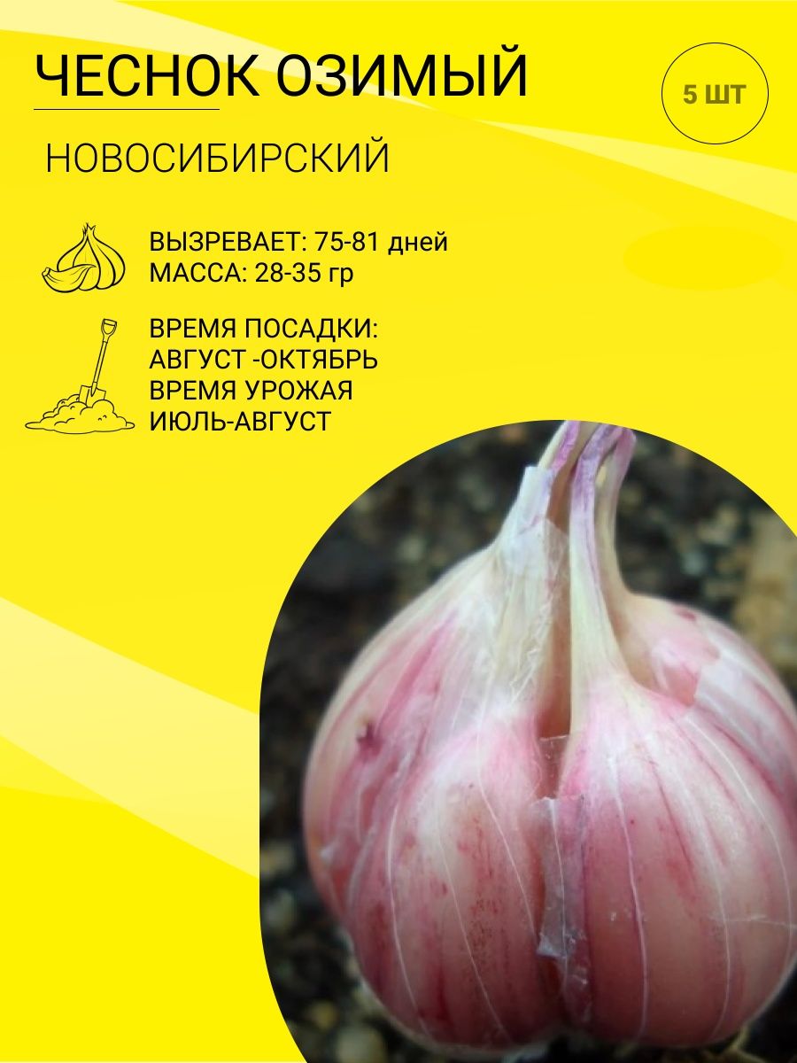 Чеснок комсомолец описание. Лук причесночный Рокамболь. Чеченский чеснок озимый отзывы.