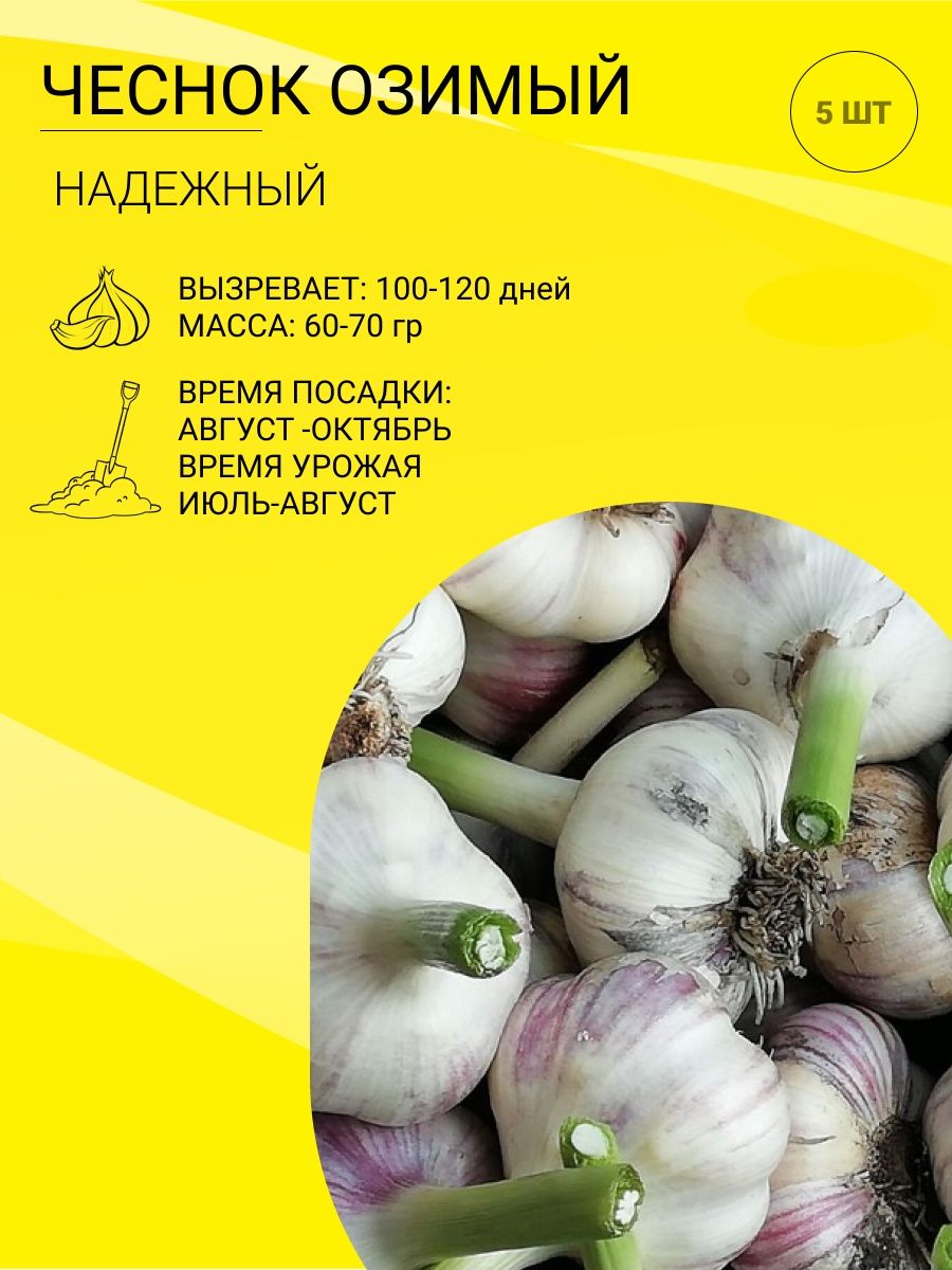 Чеснок комсомолец описание. Чеснок посевной. Чеснок Алексеевский гигант. Чеснок рассада. Большие сорта чеснока одной луковицей.