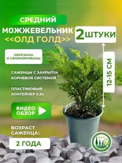 Саженец можжевельника А&А 170731166 купить за 386 ₽ в интернет-магазине Wildberries