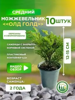 Саженец можжевельника А&А 170731168 купить за 1 554 ₽ в интернет-магазине Wildberries