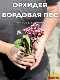 Орхидея Мини Фаленопсис Бордовая Пестрая D6см Exotica 170746706 купить за 1 481 ₽ в интернет-магазине Wildberries