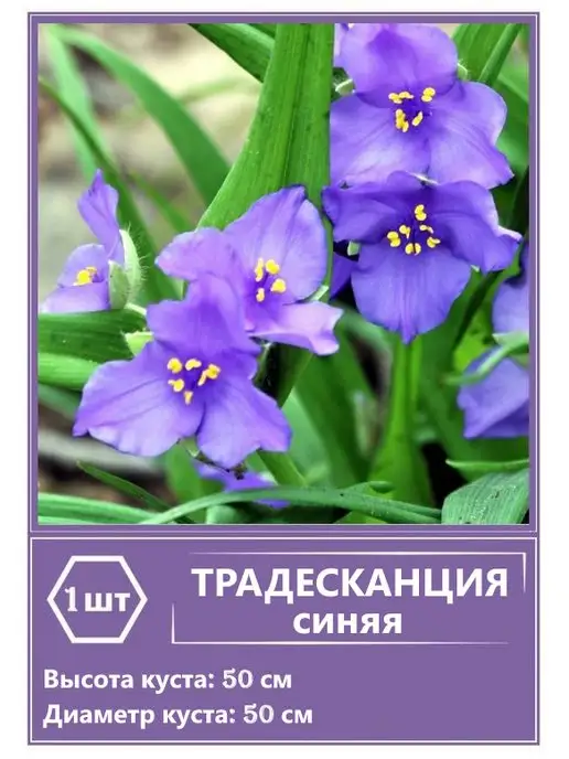 Традесканция садовая (Tradescantia virginica)