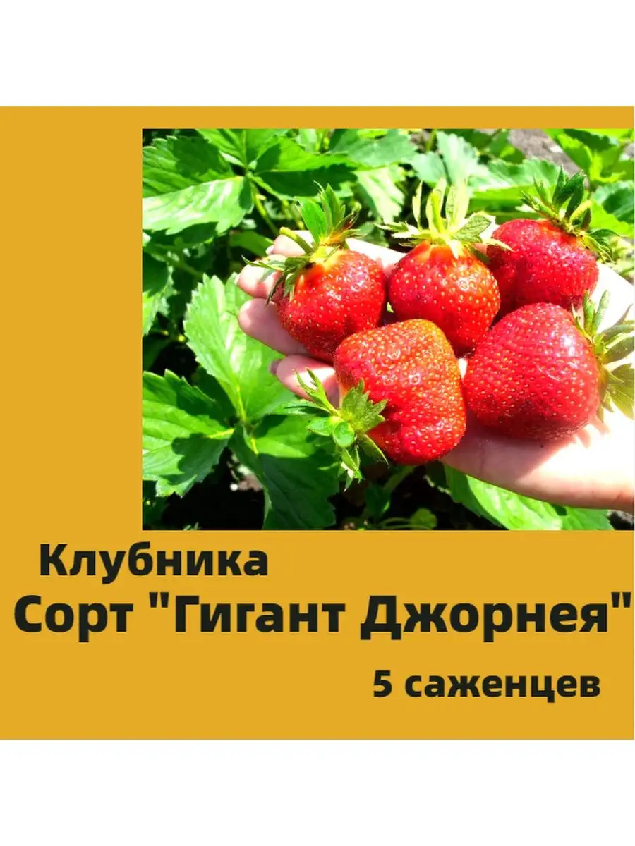 Сорт клубники великан. Клубника сорт гигант джорнея. гигант джорнея клубника описание. клубника гигант джорнея фото. русский гигант клубника описание сорта.