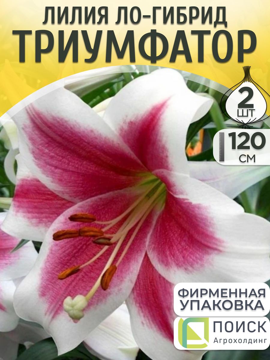 Лилии луковицы Триумфатор (2 шт.) Сад растений 170833485 купить в  интернет-магазине Wildberries