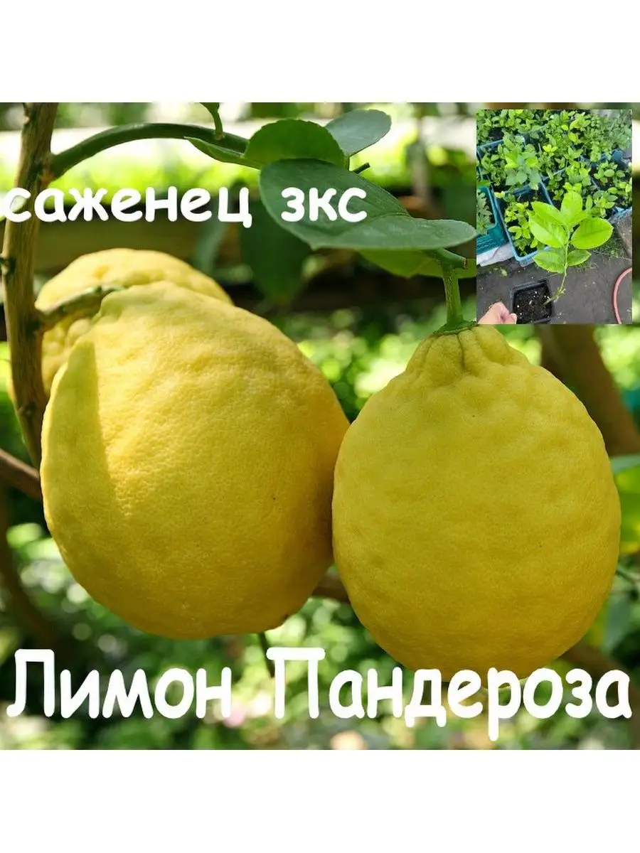 Купить Саженцы Лимона