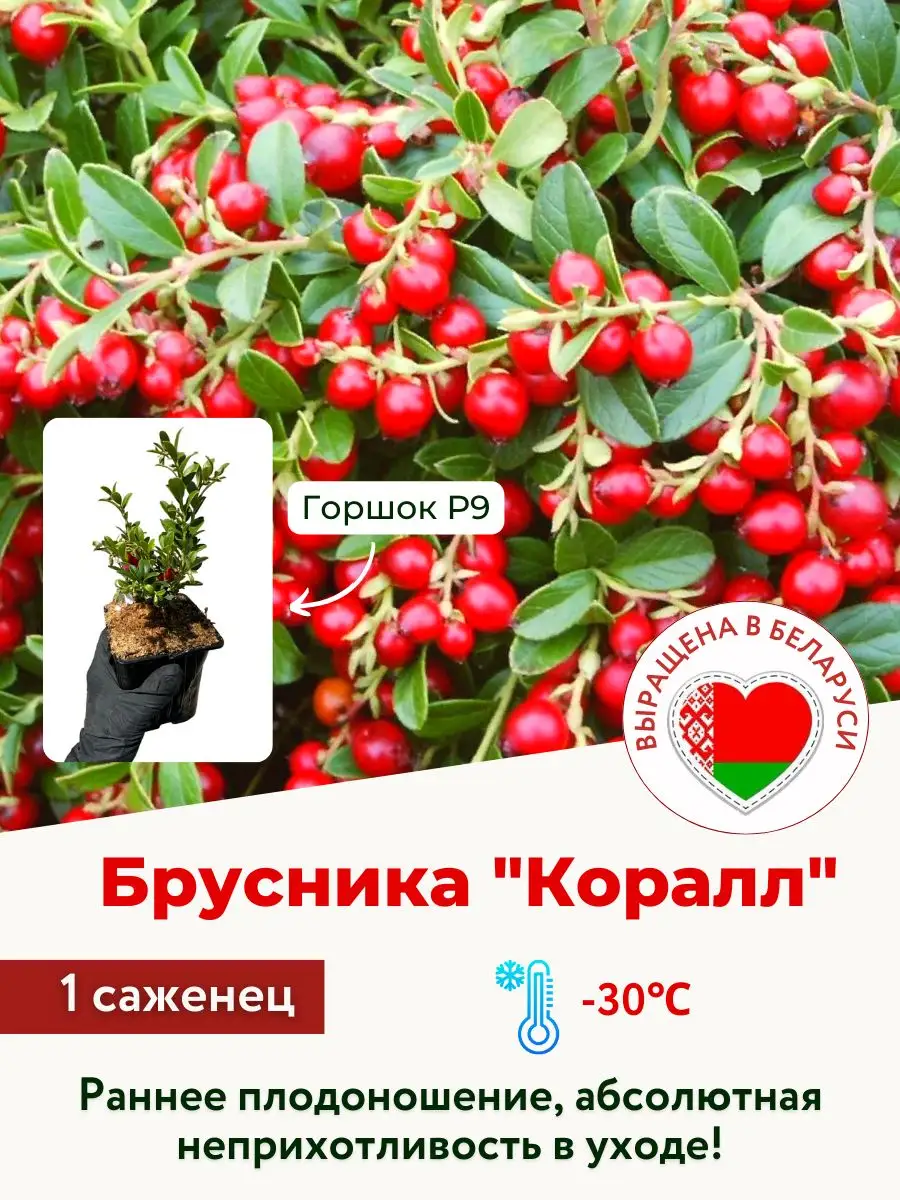 Брусника садовая коралл. Брусника коралл отзывы. Брусника обыкновенная «red pearl». Брусника коралл. Брусника koralle описание.