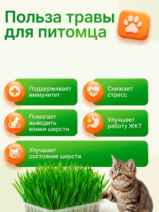 FOREST GREEN Трава для кошек проращивания, зеленый, фото 3