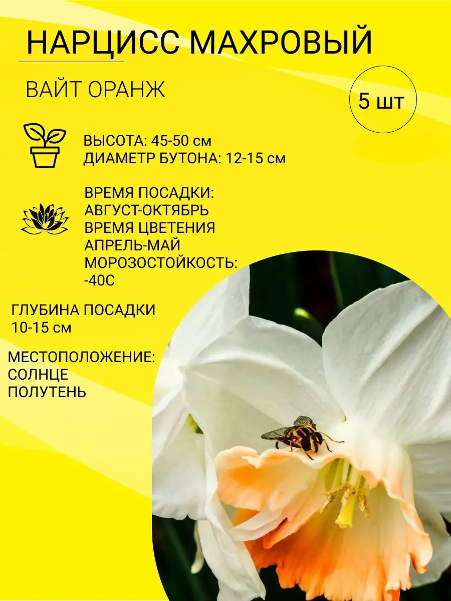 Весенние луковичные – фото, названия, советы по посадке и выращиванию | В цветнике (natali-fashion.ru)