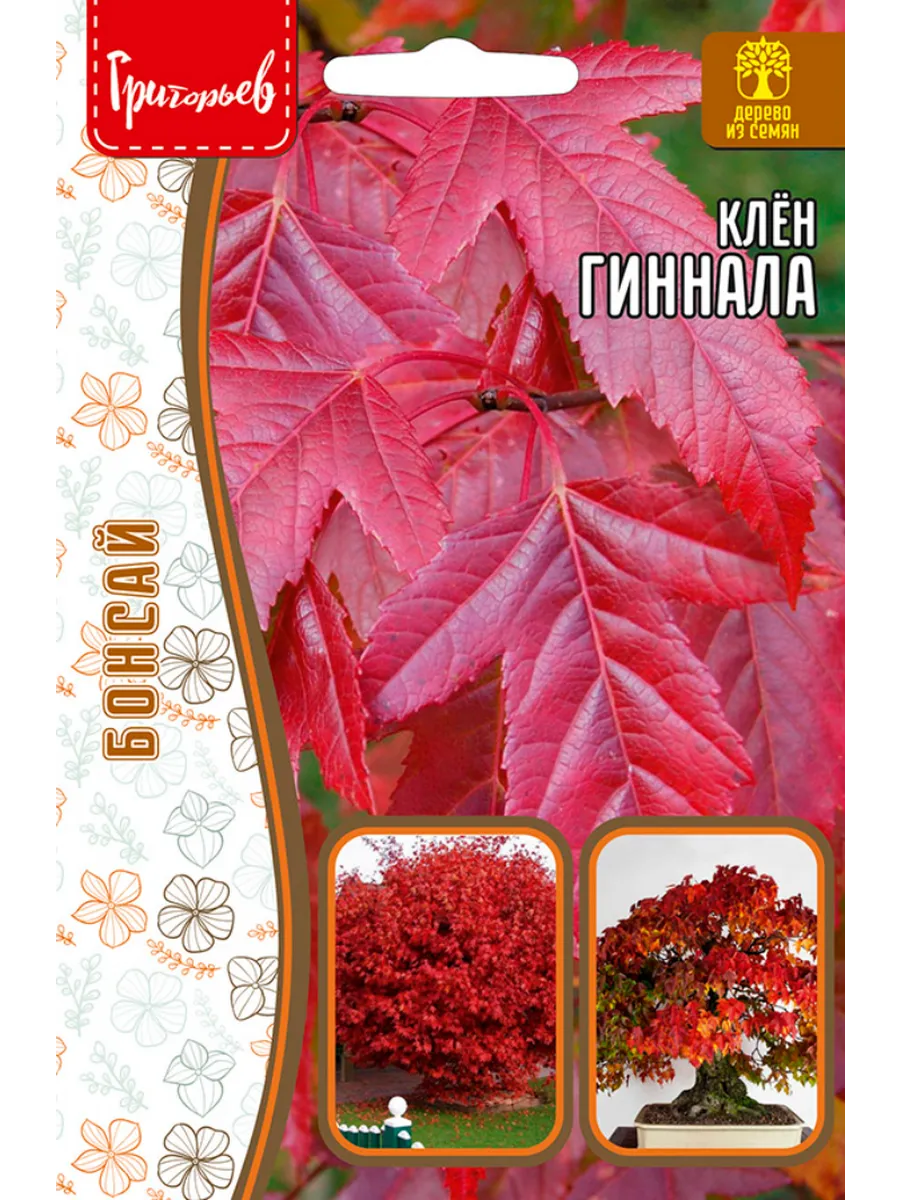 Семена Клён Гиннала 20шт.
