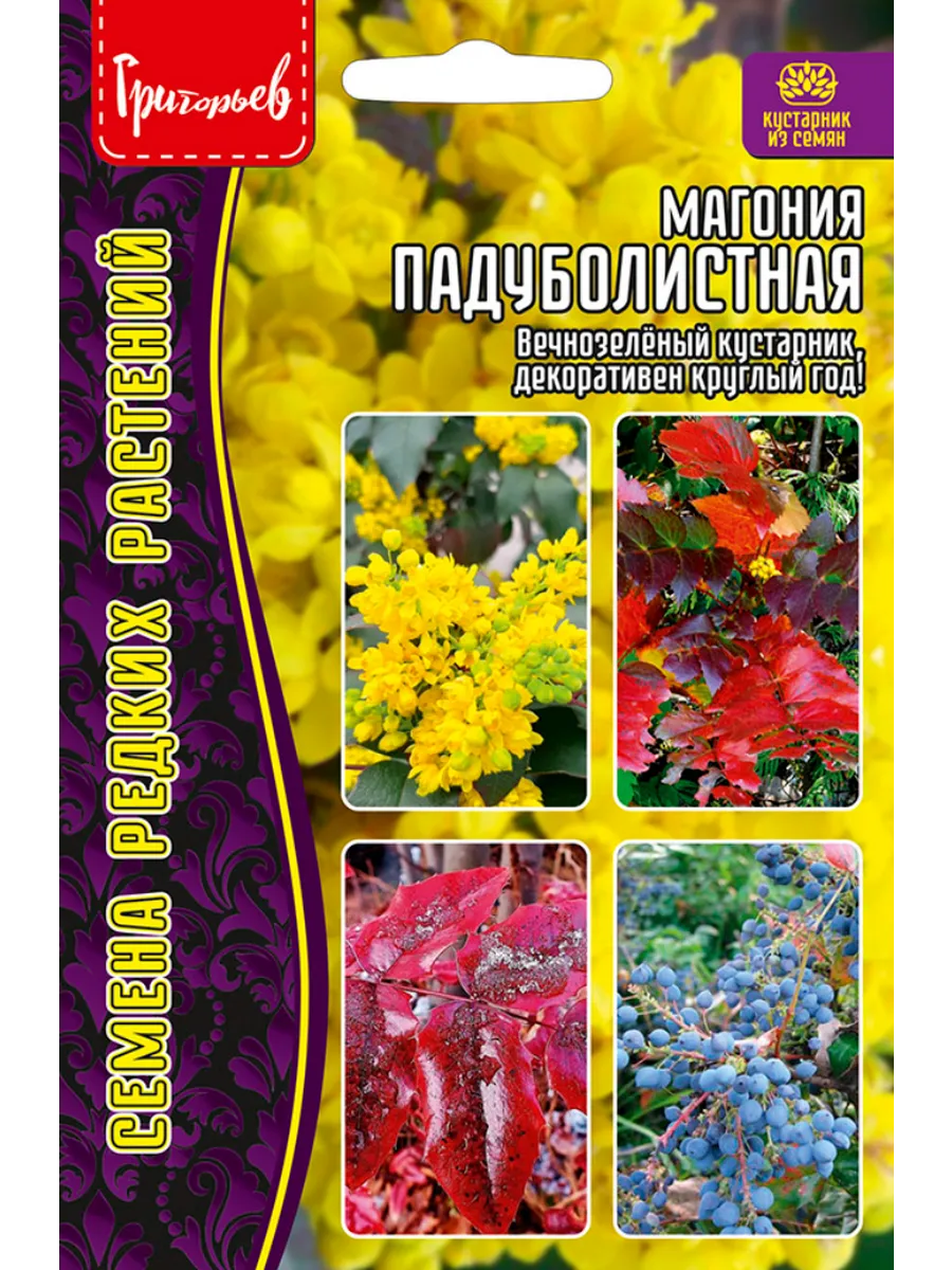 Семена Магония Падуболистная 10шт