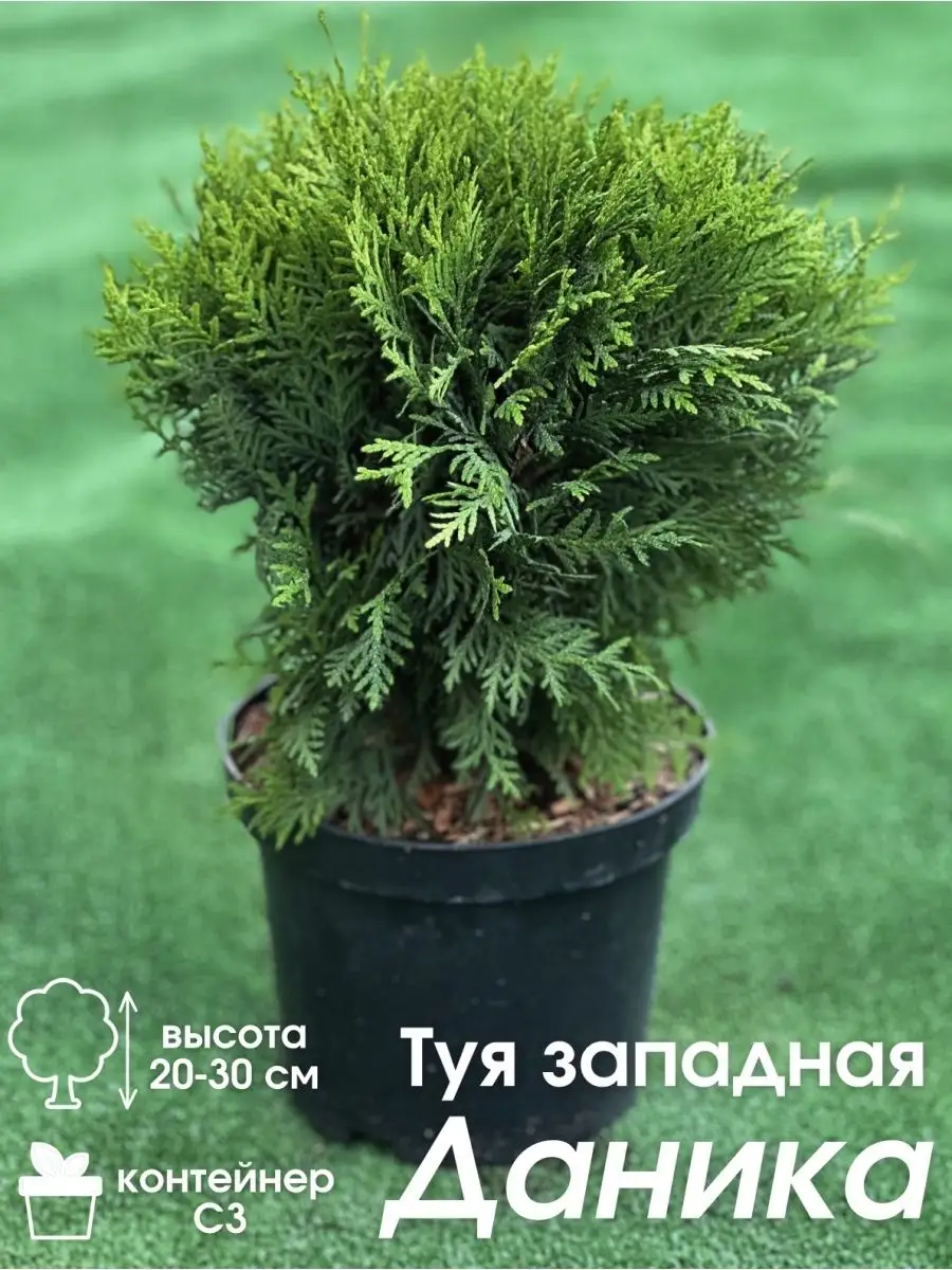 Саженец туи в горшке Мир Роз 171337409 купить в интернет-магазине  Wildberries