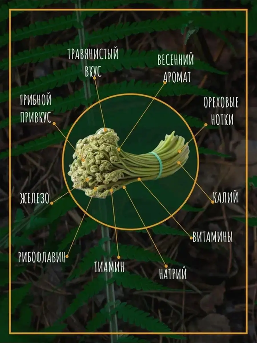 Папоротник орляк соленый резаный 900гр Тайга22 171345413 купить за 562 ₽ в  интернет-магазине Wildberries