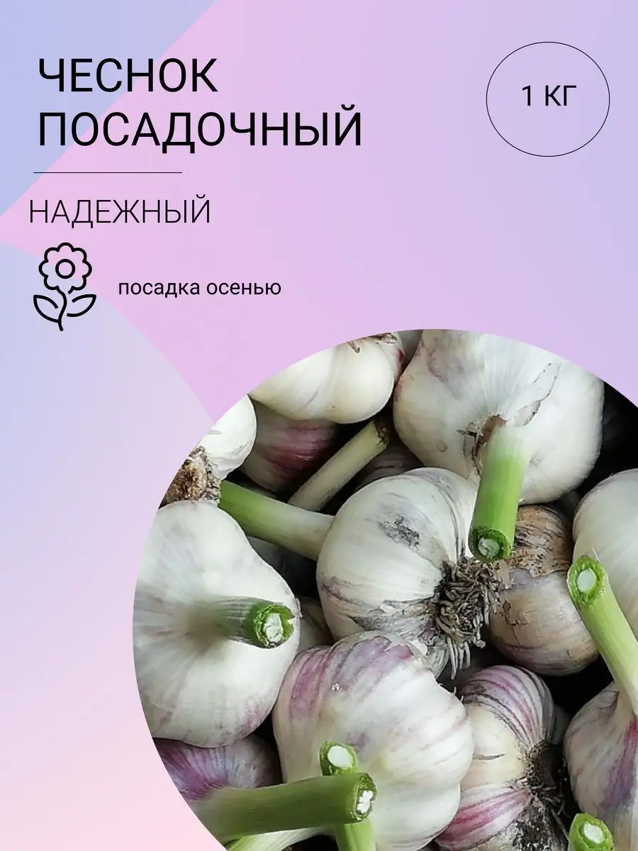 Чеснок на посадку, озимый, 1 кг Луковичка 171385111 купить в  интернет-магазине Wildberries