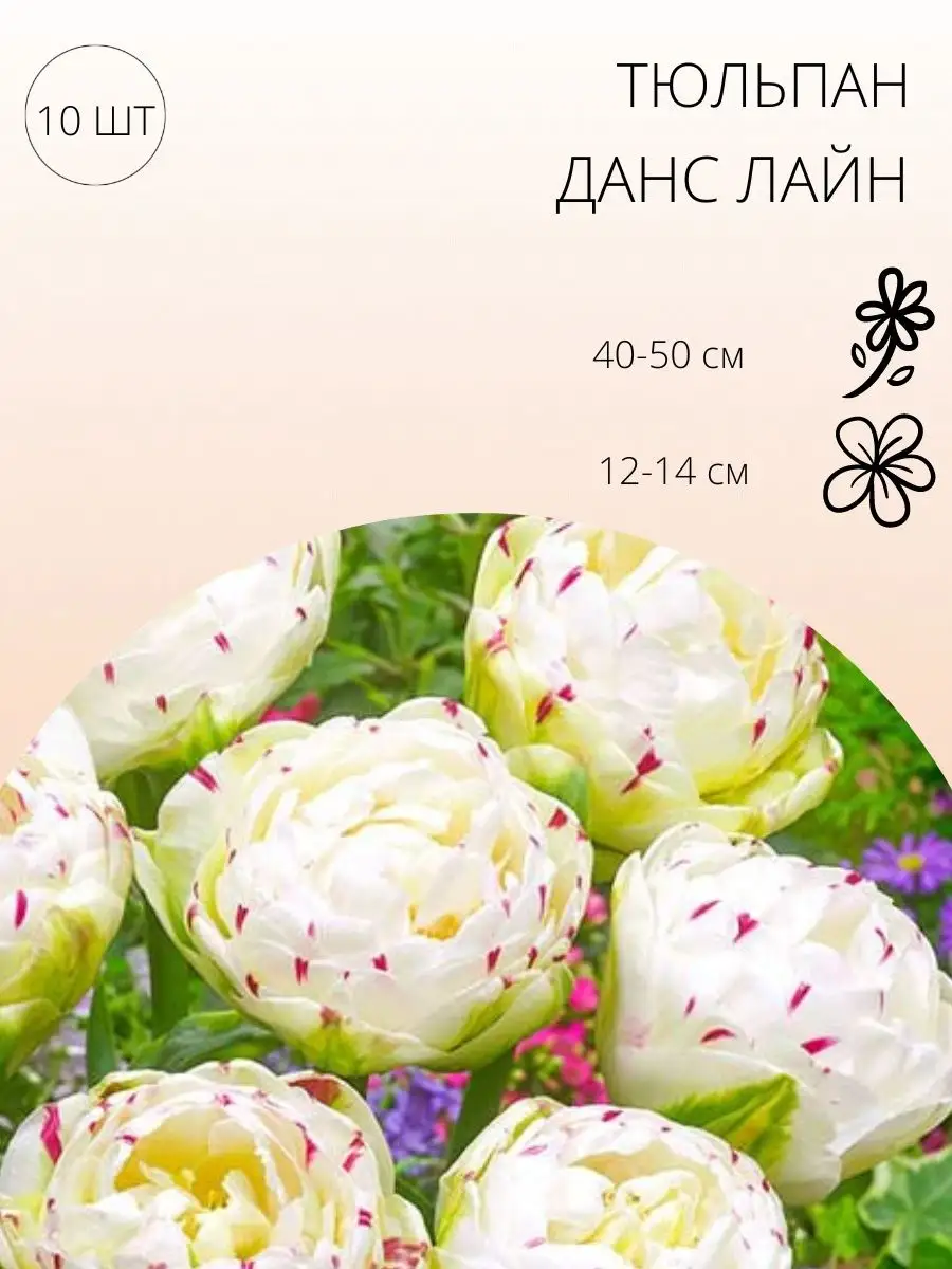 Тюльпан Дэнс Лайн Фото