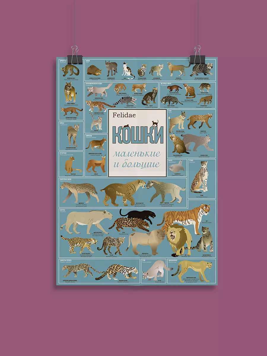 Постер «Кошки большие и маленькие» 50х70