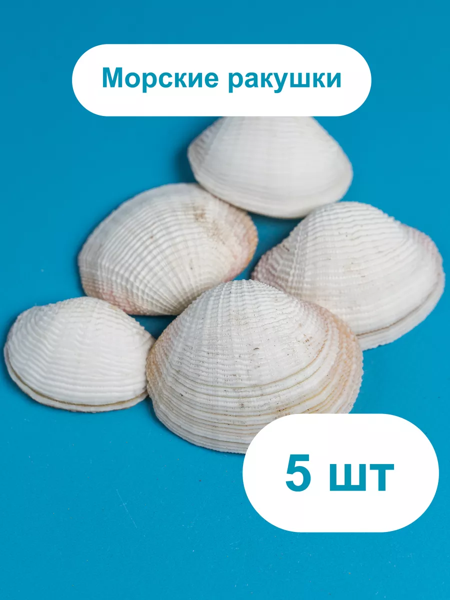 Съедобные ракушки: клемы, мидии, гребешки, устрицы и брюхоногие — читать на nate-lit.ru