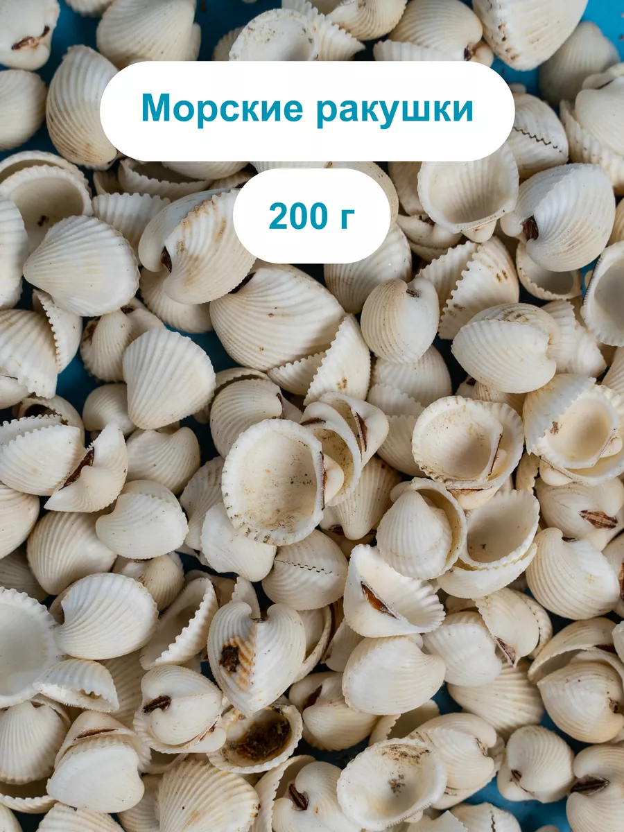 Фотообои Красивые морские ракушки