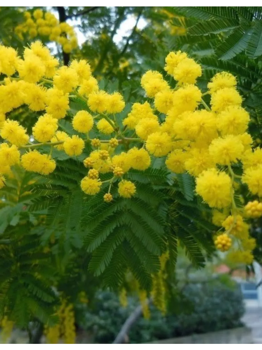 Семена Акация серебристая (мимоза) Acacia dealbata (20 штук) Колокольчик  171528735 купить за 219 ₽ в интернет-магазине Wildberries