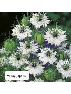 Олар қыздардың письмоларын сорып алады