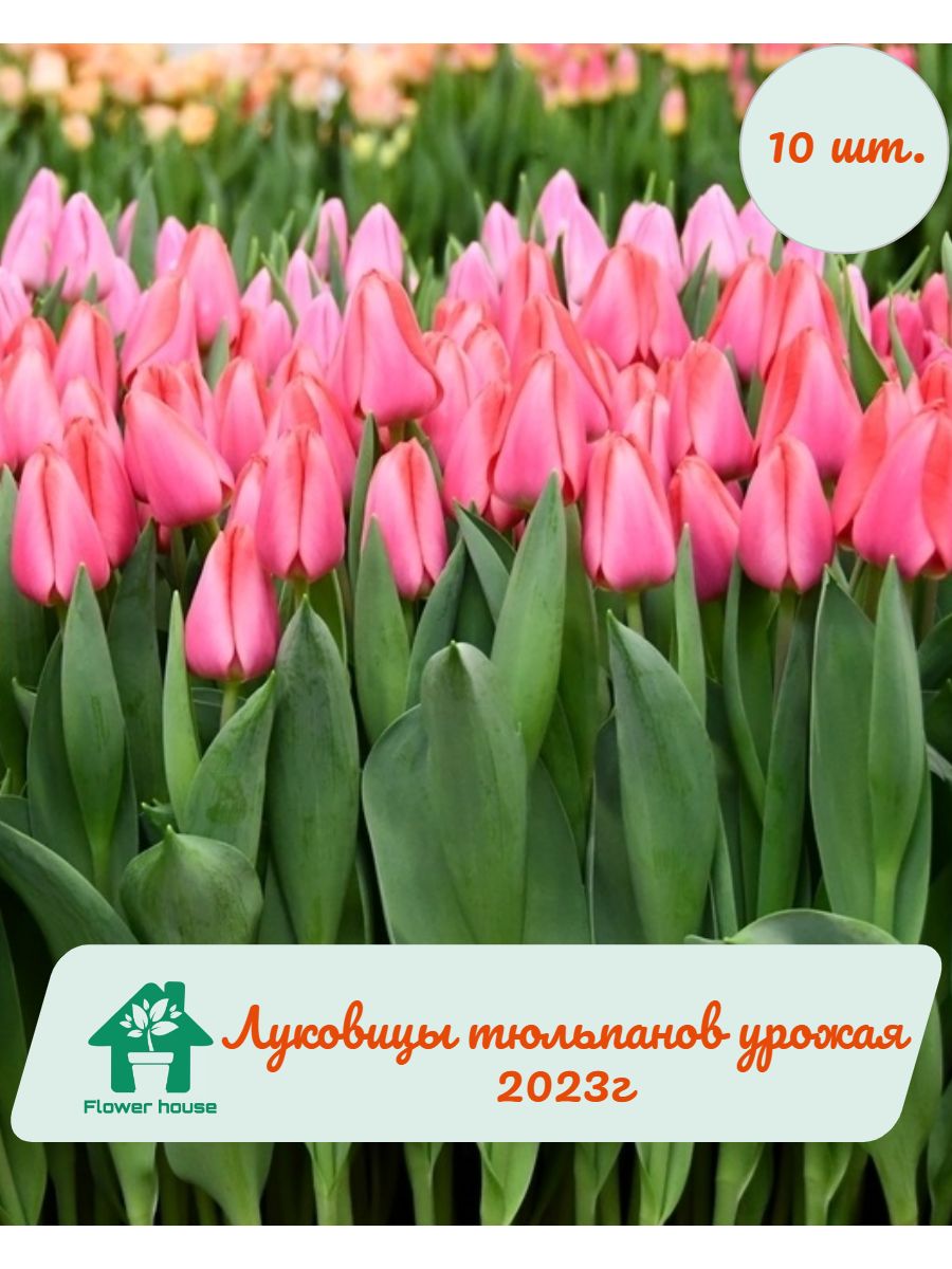 Луковицы тюльпанов Barre Alta 10 шт. фракция 12/+ Flower House 171637658  купить в интернет-магазине Wildberries