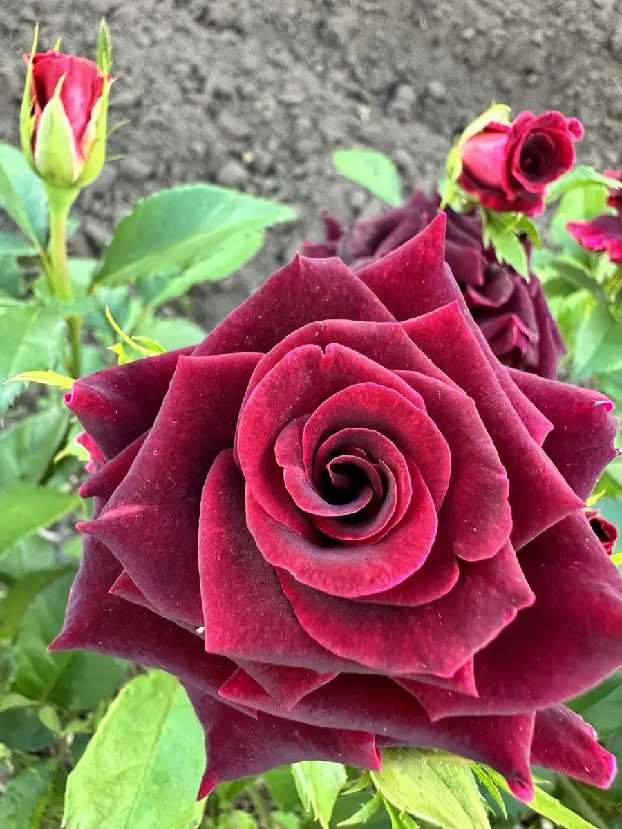 Hocus Pocus — миниатюрная роза для срезки с нестандартной расцветкой и высокой морозоустойчивостью