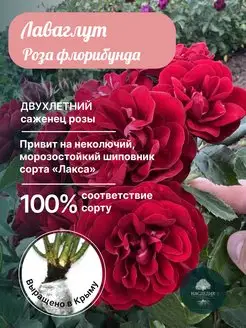 Саженцы Роза флорибунда Лаваглут Питомник Наследие 171800670 купить за 318 ₽ в интернет-магазине Wildberries