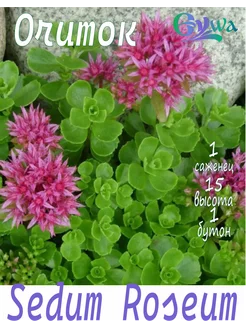 Очиток Sedum Roseum, 1шт Eywa 171822697 купить за 259 ₽ в интернет-магазине Wildberries