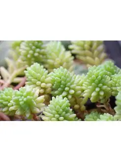 Очиток Испанский Sedum Hispanicum, 1шт Eywa 171823088 купить за 405 ₽ в интернет-магазине Wildberries