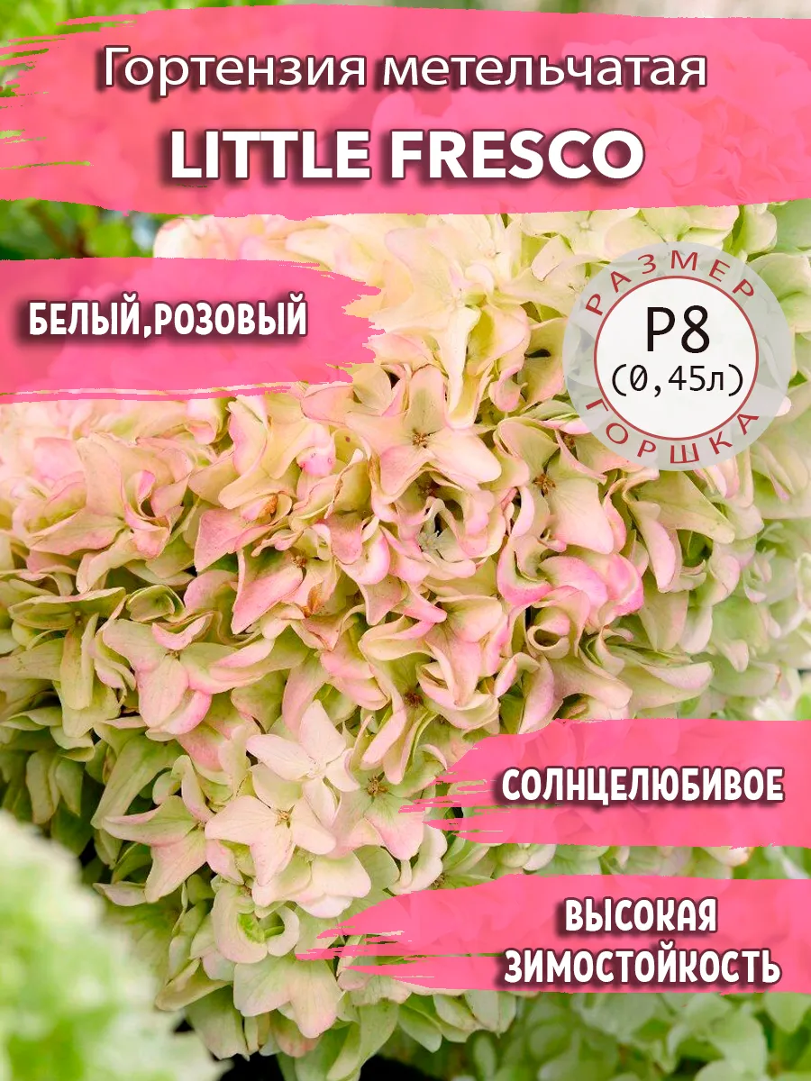 метельчатая гортензия little fresco - YouTube