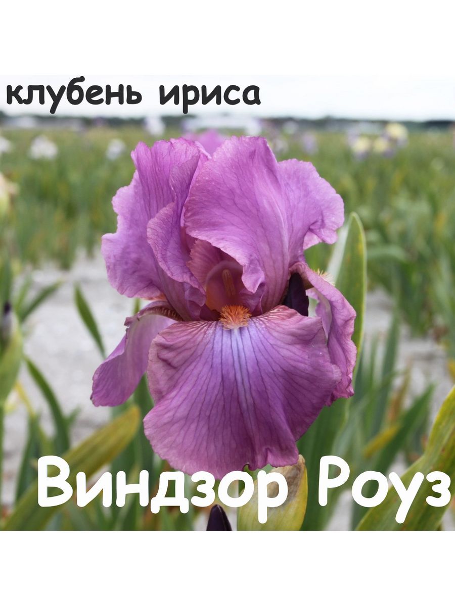 Ирис Виндзор Роуз