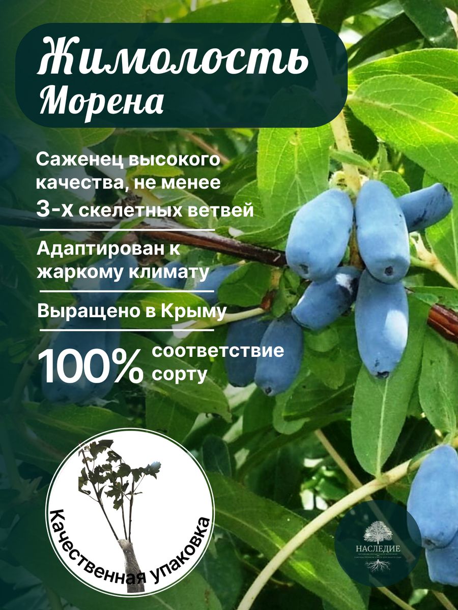 Морена жимолость описание