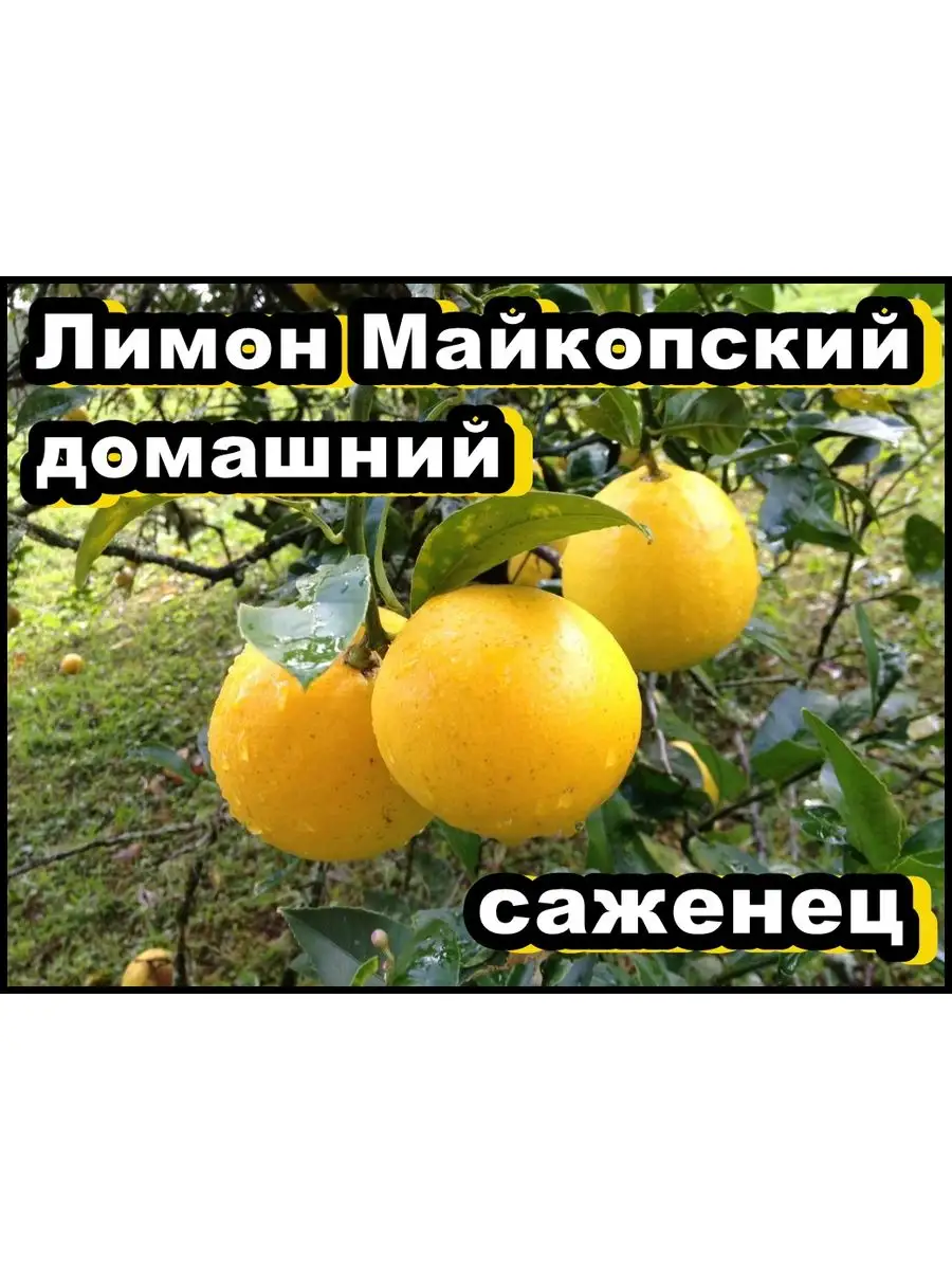 Лимон домашний Майкопский Gold Arboretum 172015384 купить в  интернет-магазине Wildberries