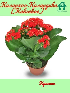 Каланхоэ Каландива (Kalanhoe) Красное Flower House 172065058 купить за 439 ₽ в интернет-магазине Wildberries