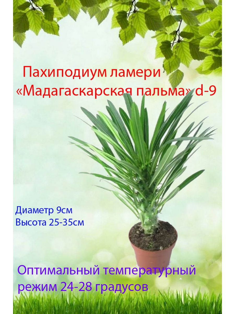 Пахиподиум Ламера (Мадагаскарская пальма) d9 живое растение Это наш сад 2  172080608 купить в интернет-магазине Wildberries