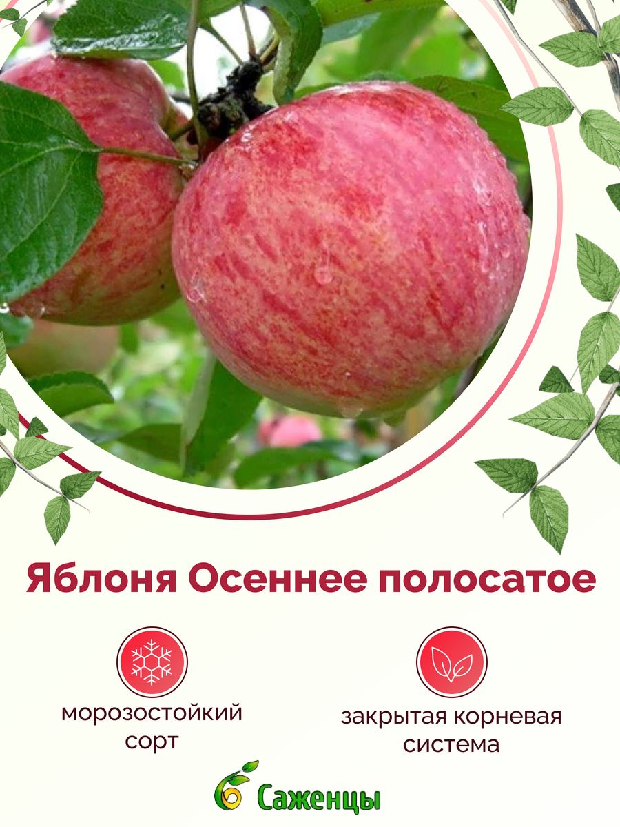 Яблоня осеннее полосатое. Яблоня Штрейфлинг (осеннее полосатое) (с7,5) /подвой 54-118. Яблоня осенняя Жигулевское v7.