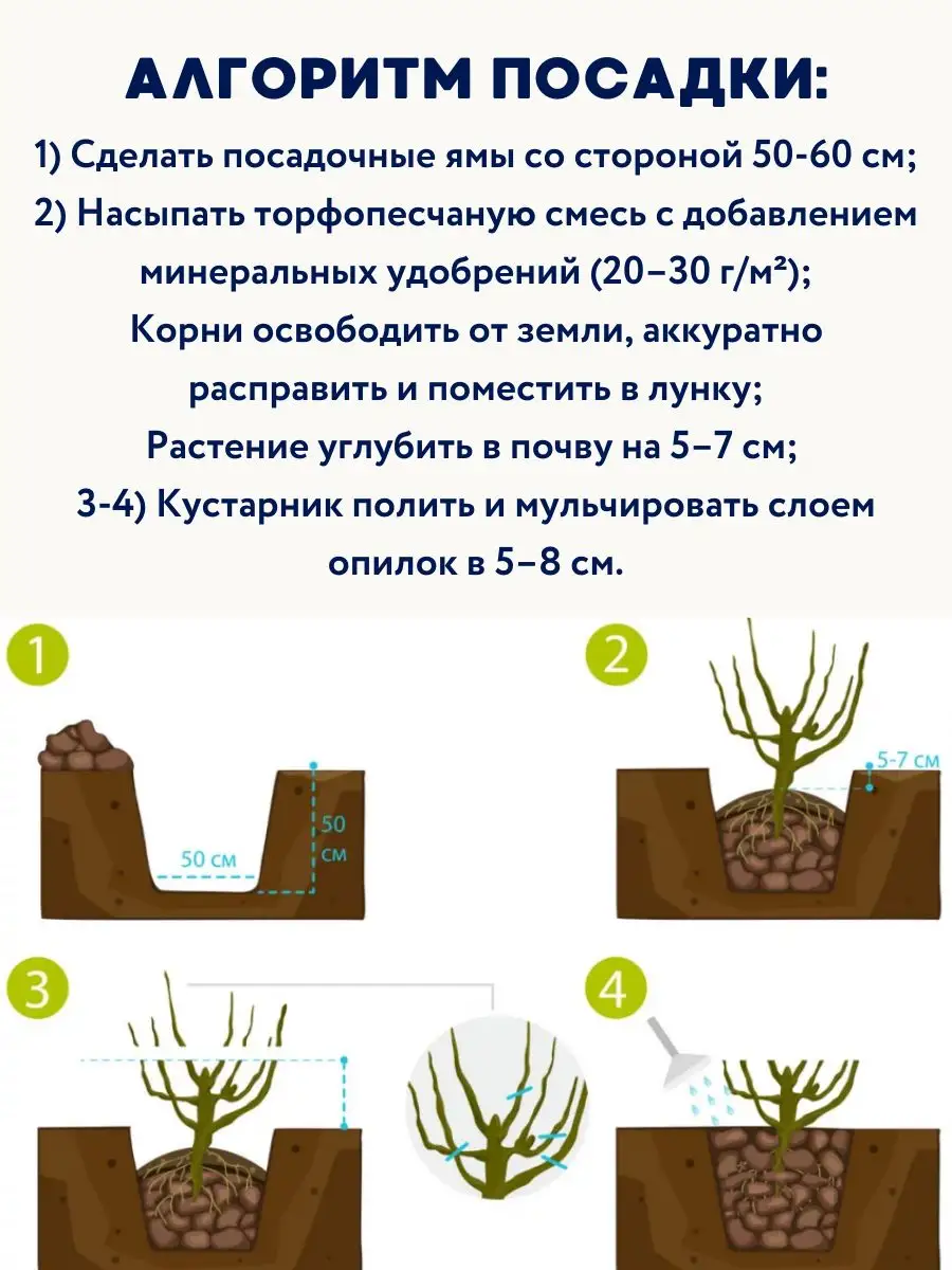 Садовая черника саженцы 2,5 года Элизабет Многолетние кустарники 172203119  купить в интернет-магазине Wildberries