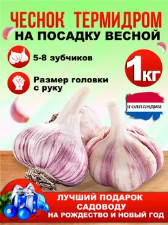 Чеснок на посадку весной крупный 1кг, Голландия РУССАД 172209937 купить за 442 ₽ в интернет-магазине Wildberries