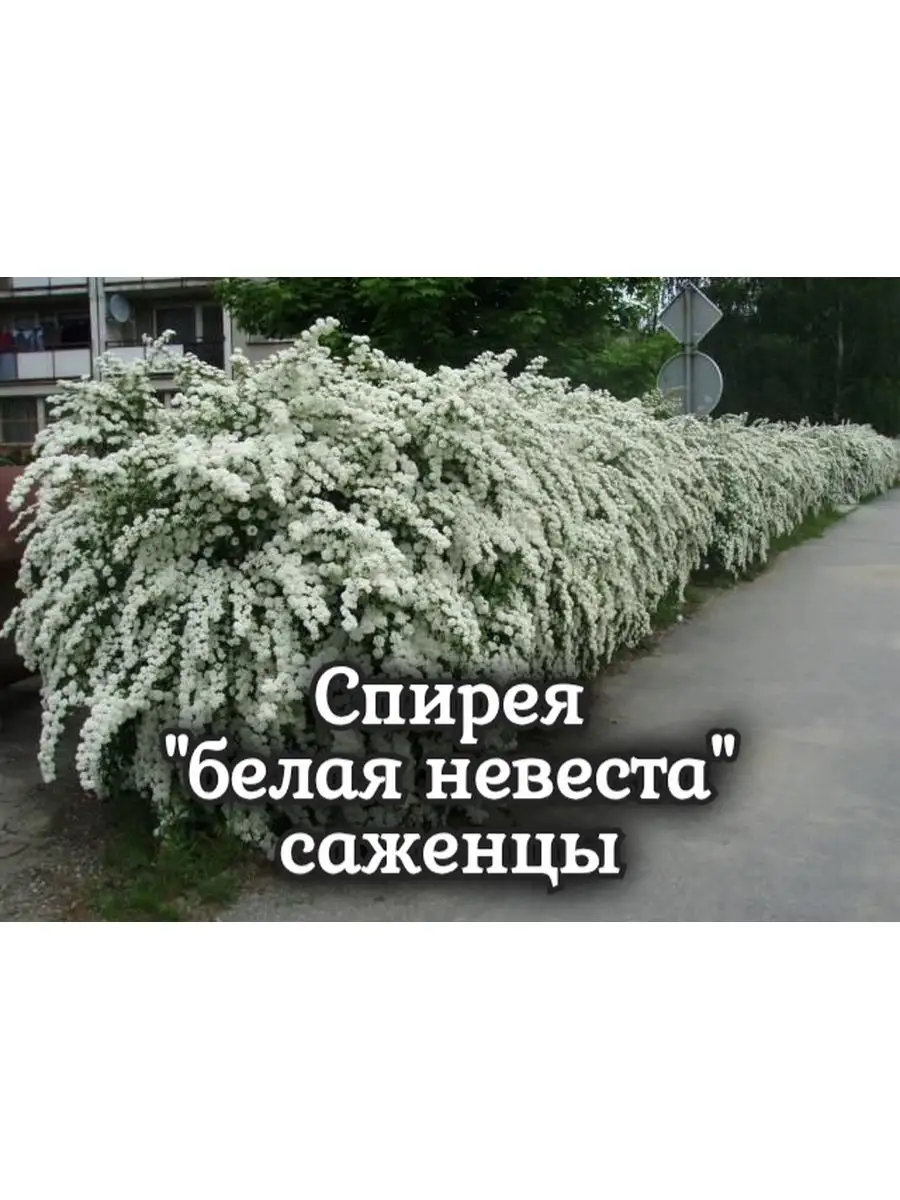 Спирея 