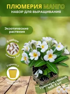 Подарочный набор для выращивания цветок плюмерия манго ТOП-SHOP 172325201 купить за 837 ₽ в интернет-магазине Wildberries