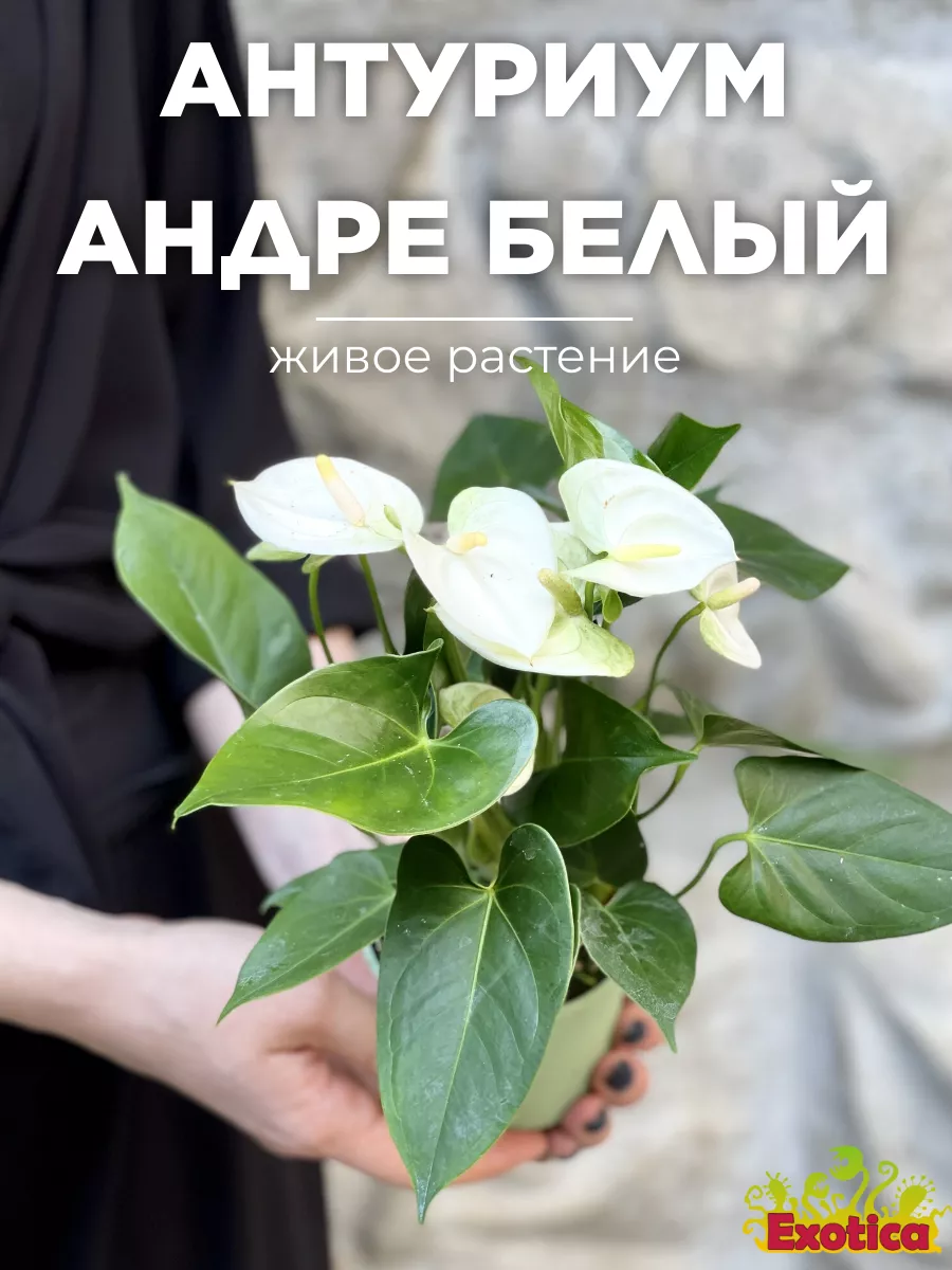 Антуриум Андре Белый (Anthurium Аndraeanum White) D8,5см Exotica 172398666  купить в интернет-магазине Wildberries