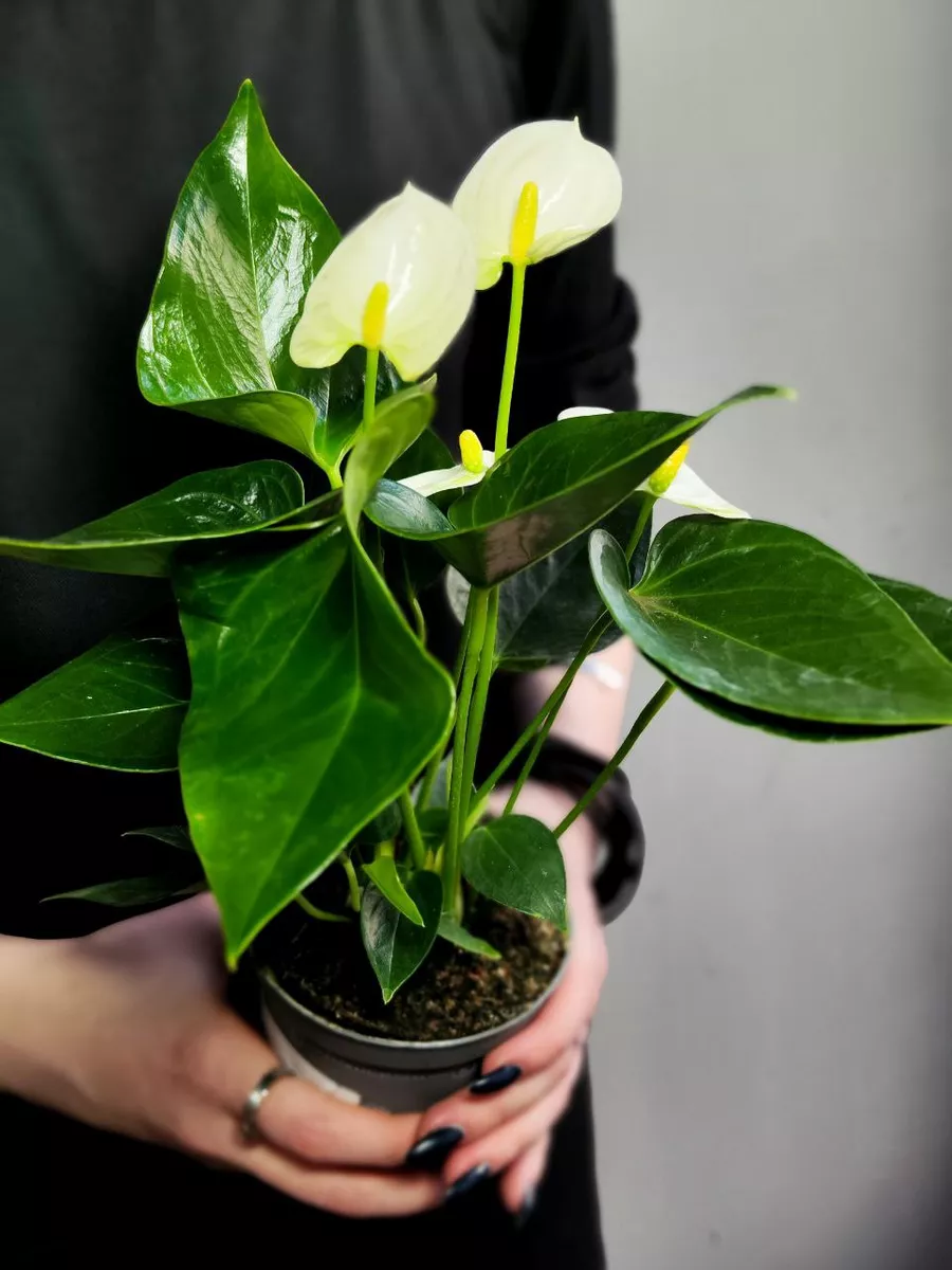 Антуриум Андре Белый (Anthurium Аndraeanum White) D8,5см Exotica 172398666  купить в интернет-магазине Wildberries