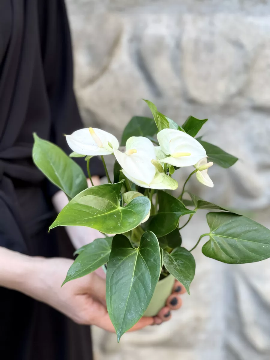 Антуриум Андре Белый (Anthurium Аndraeanum White) D8,5см Exotica 172398666  купить в интернет-магазине Wildberries