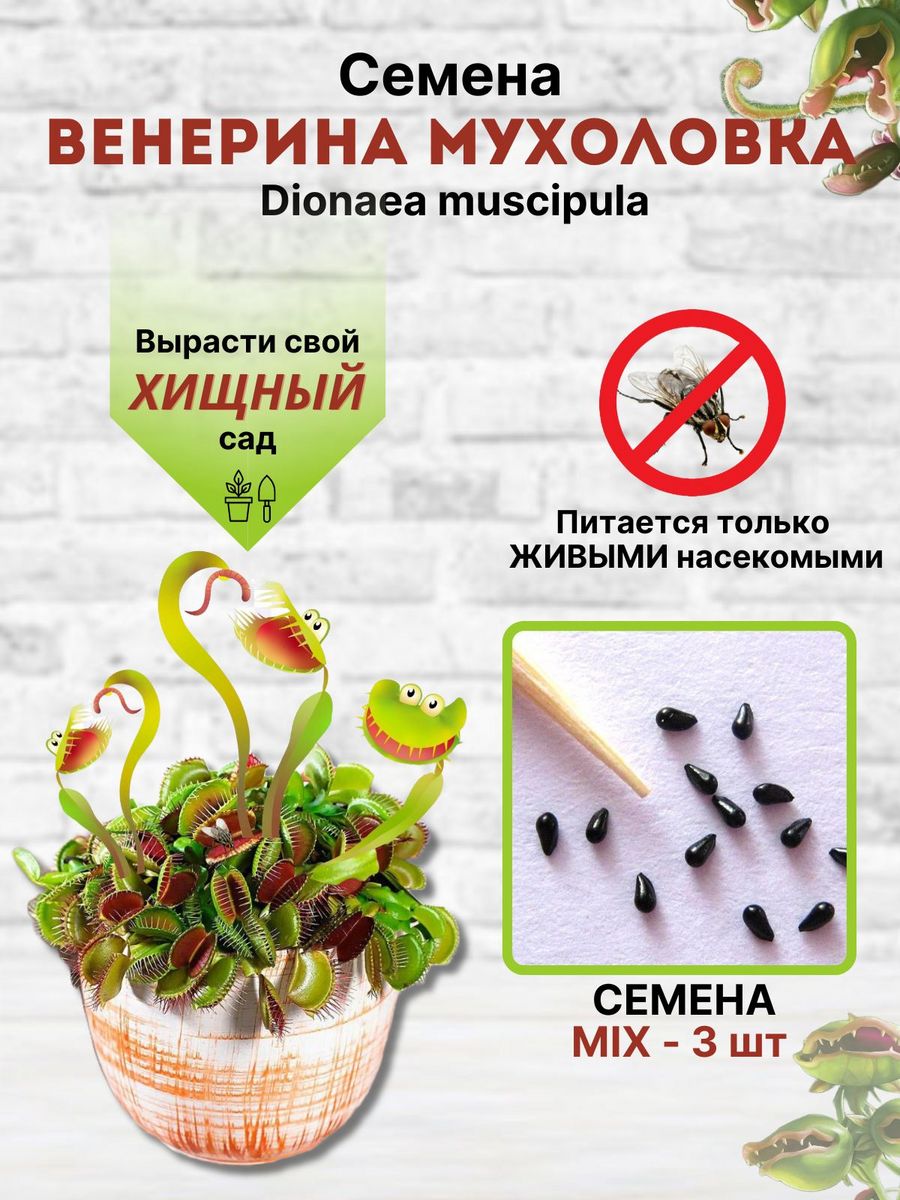 Семена венерина мухоловка (Dionaea muscipula) сорт MIX Венерина Мухоловка  172420153 купить за 375 ₽ в интернет-магазине Wildberries